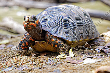 Köhlerschildkröte
