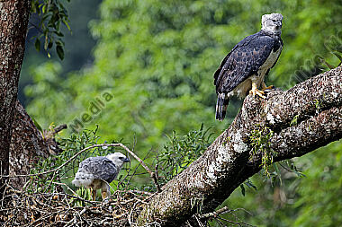 Harpyie Weibchen mit Jungvogel