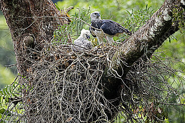 Harpyie Weibchen mit Jungvogel