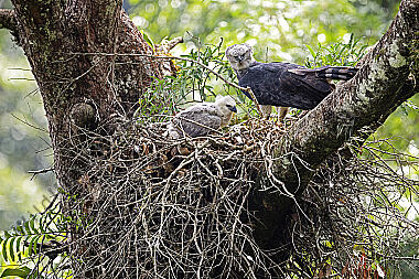 Harpyie Weibchen mit Jungvogel
