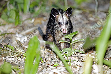 Südopossum