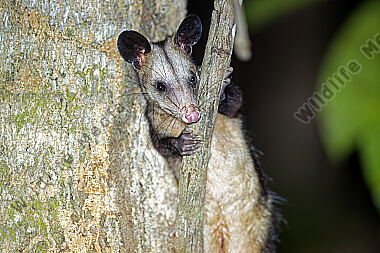 Südopossum
