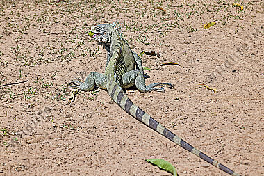 Grüner Leguan