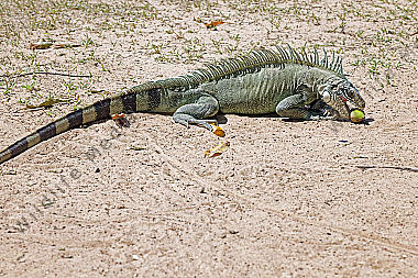 Grüner Leguan