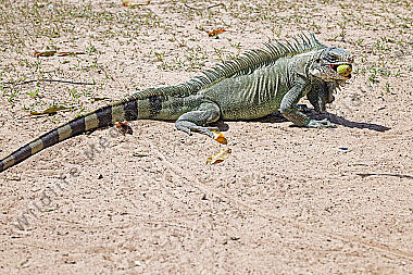 Grüner Leguan