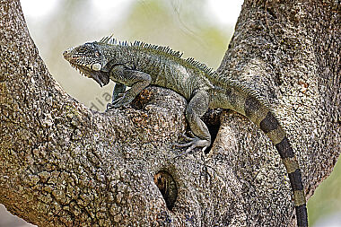 Grüner Leguan