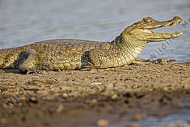 Krokodilkaiman
