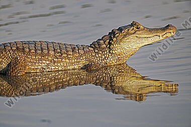 Krokodilkaiman