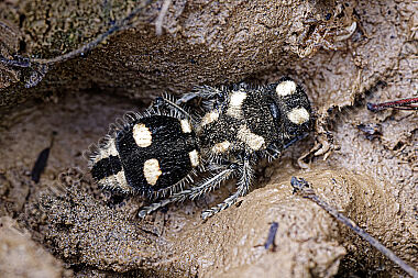 Ameisenwespe Hoplomutilla insignis