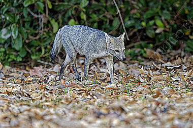 Krabbenfuchs