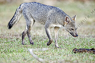 Krabbenfuchs