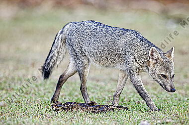 Krabbenfuchs
