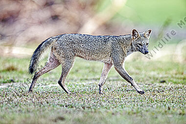 Krabbenfuchs