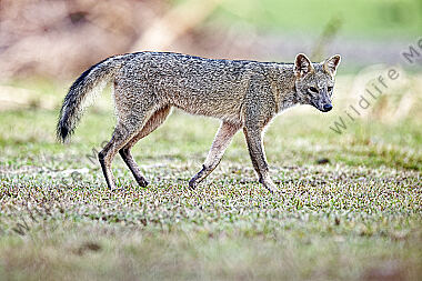 Krabbenfuchs