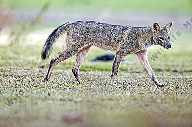Krabbenfuchs