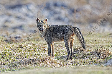 Krabbenfuchs