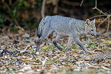 Krabbenfuchs
