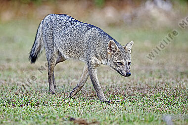 Krabbenfuchs