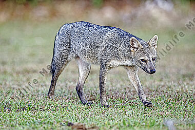 Krabbenfuchs