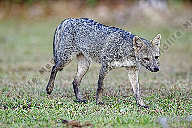Krabbenfuchs