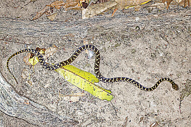 Schlange Leptodeira ashmeadii