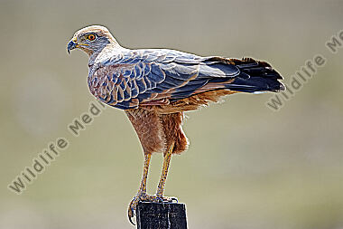 Savannenbussard
