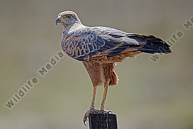 Savannenbussard