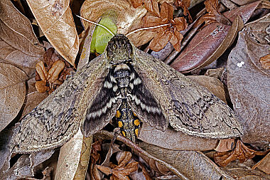 Schwärmer Manduca hannibal