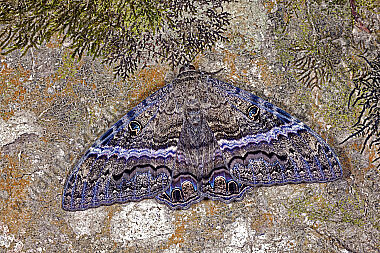 Schwarze Hexe