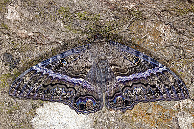 Schwarze Hexe