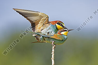 Bienenfresser Paarung