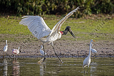 Jabiru