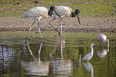 Jabiru