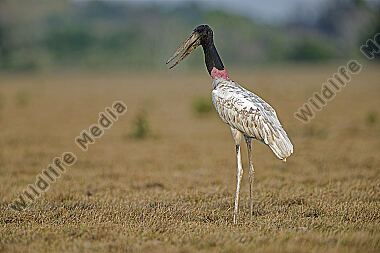 Jabiru