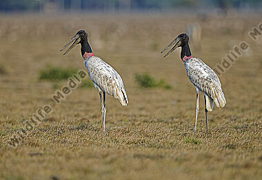 Jabiru