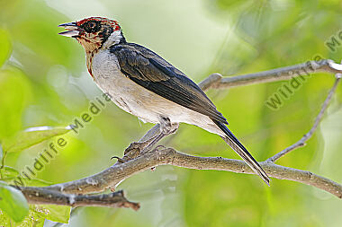 Maskenkardinal Jungvogel