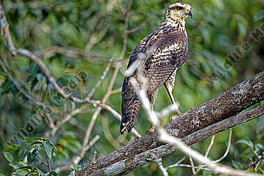 Schwarzbussard Jungvogel