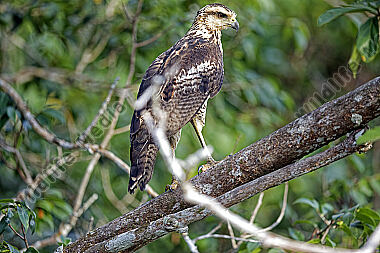 Schwarzbussard Jungvogel