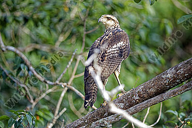 Schwarzbussard Jungvogel