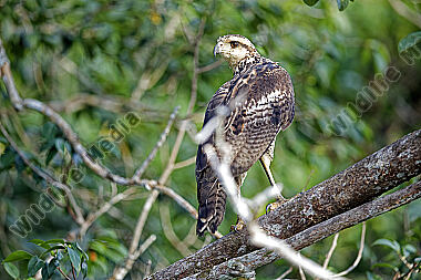 Schwarzbussard Jungvogel