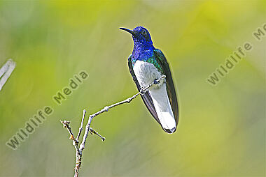 Weißnackenkolibri