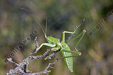 Balkan-Sägeschrecke Männchen subadult