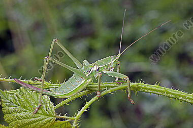 Balkan-Sägeschrecke Weibchen subadult