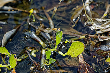 Libelle Erythrodiplax paraguayensis