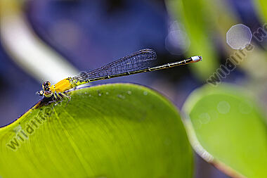 Libelle Ischnura capreolus
