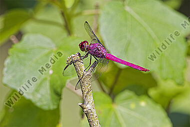Libelle Orthemis discolor