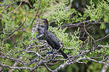 Neotropischer Kormoran