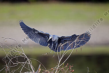 Blaureiher
