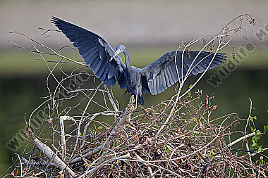 Blaureiher