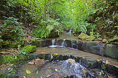 Regenwaldbach in Kolumbien